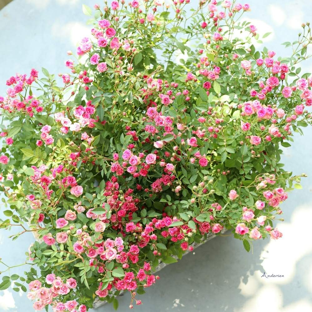 小さな庭の画像 by アナーセンさん | 小さな庭と宮崎と植物のある暮らしと園芸店とアナーセンとガーデニングと花のある暮らし