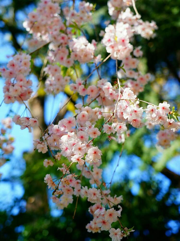 お出かけ先の画像 by misaoiさん | お出かけ先と花のある暮らし