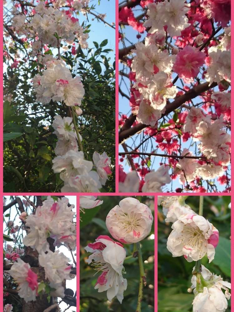 の画像 by トリトンさん | 源平咲き枝垂れ花桃と花桃 (源平咲き分け)とキュンキュン乙女倶楽部とお花大好き♡とありがとう♡とかわいい♡と源平咲きといやされる♡とGS映えとGS日和とキュンキュン乙女倶楽部No.183と応援するよとシダレハナモモと頑張れ♡えっこ
