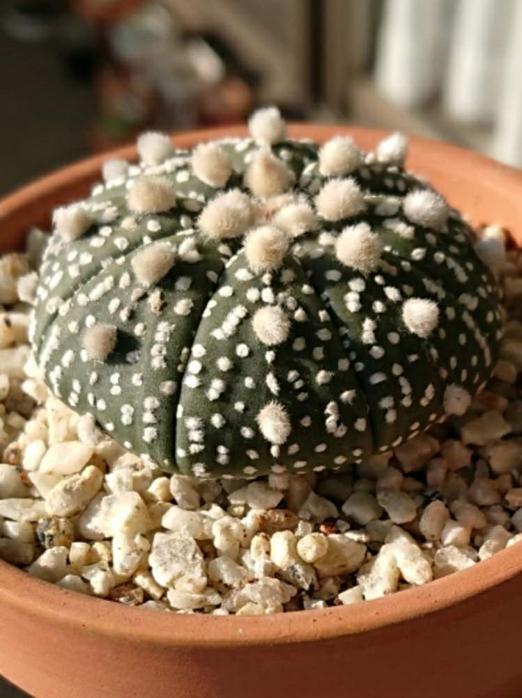 棚の画像 by ベランダ大好きさん | 棚と多肉植物と千葉県と植中毒とアストロフィツム属と多肉植物とサボテンとタニラーと珍奇植物と花のある暮らしと千葉タニラーと兜丸。とバルコニスト