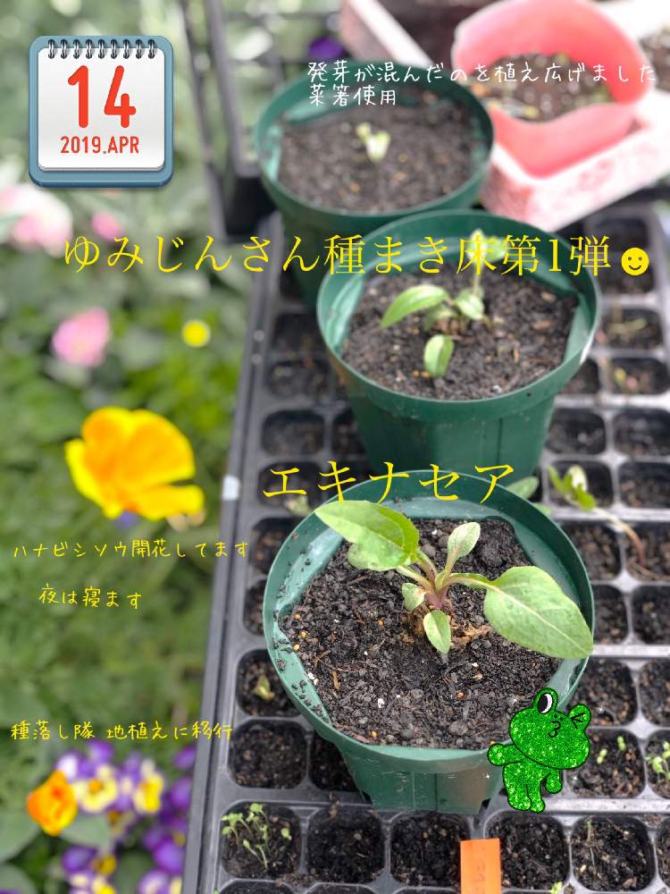 小さな庭の画像 by イングリッシュガーデンさん | 小さな庭とナデシコと八重咲きストックと虹色スミレとエキナセアと素敵便とEG種まきと種まきとかわいい♡と地植えゾーンとEG栽培と庭の花たちとGS映えと種まきから育てると庭の植物とお庭の植物とこぼれ種と可愛いと花のある暮らしとかわいいとかわいいな♡とこぼれダネと地植えと庭の宿根草とEGハナビシソウ成長日誌