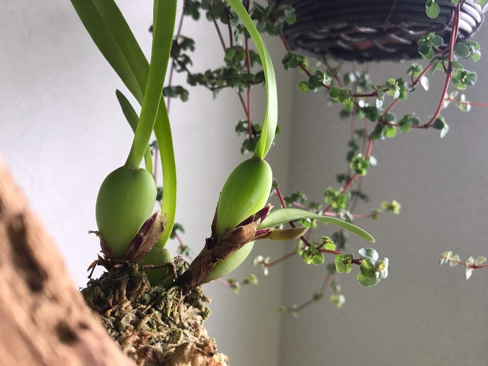 窓辺の画像 by hittonさん | 窓辺とマキシラリアとベランダガーデニングとig→hitorururuと植物のあり過ぎる暮らしと着床蘭