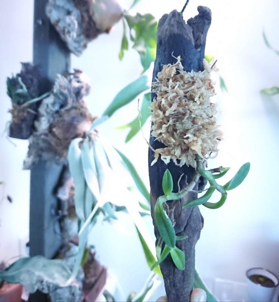 部屋の画像 by はっぱさん | 部屋と植物用LEDとラブリコと洋ラン