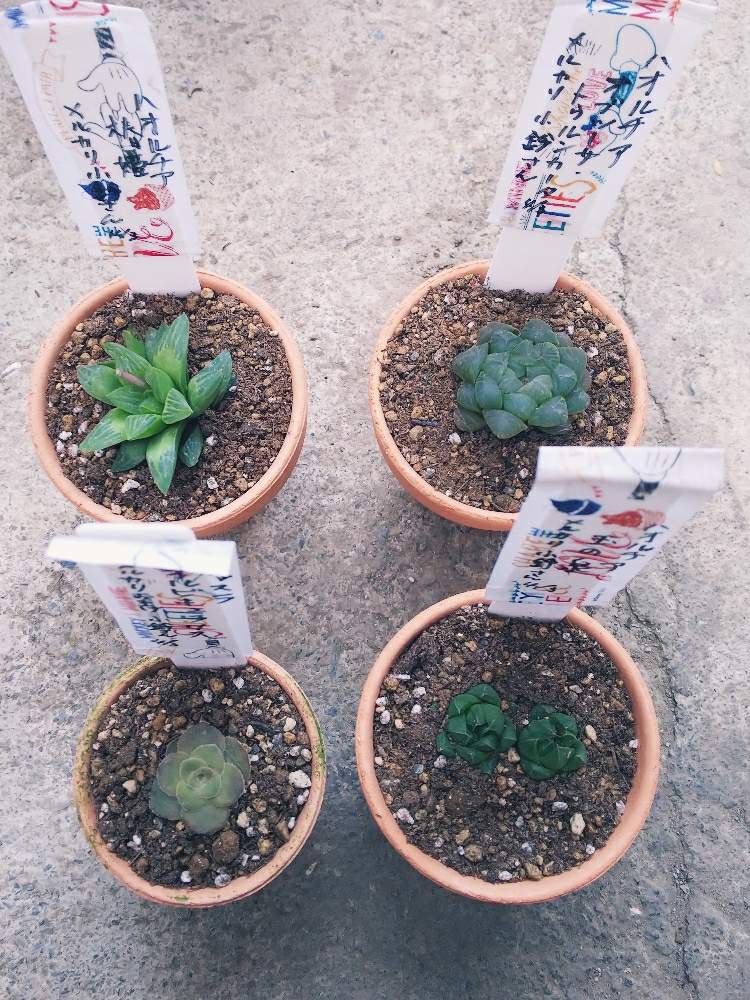 小さな庭の画像 by ラピスラズリさん | 小さな庭と多肉植物とハオルチアオブツーサトゥルンカータと軟葉系ハオルチアとハオルチア属と多肉大好きとメルカリ出身とクラックス属とハオルチア増殖中と椿姫と愛媛とハオルシアの窓と多肉女子とクラッスラ属オルビキュラリスとタニラーとハオルチア(ハオルシア)女子とタニク初心者とタニクちゃんと玉の泉とメルカリ購入