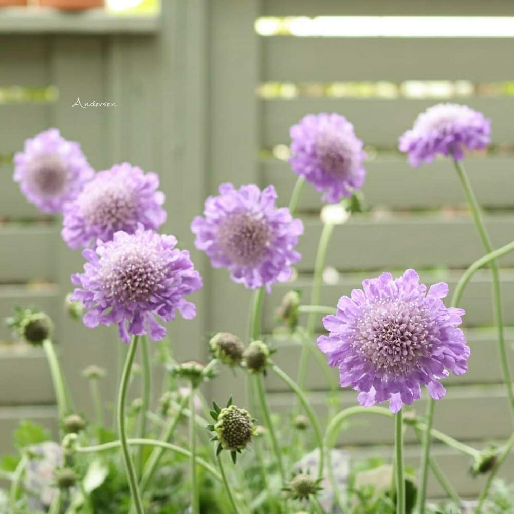 小さな庭の画像 by アナーセンさん | 小さな庭とスカビオサと宮崎と植物のある暮らしと園芸店とアナーセンとガーデニングと花のある暮らし