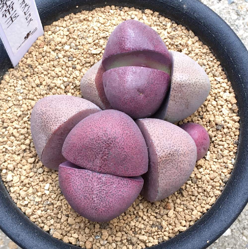 の画像 by 多肉植物専門店 RuPo“ルポ”さん | #多肉と多肉植物と#インスタと#InstagramとInstagram販売と寄せ植えとRUPOとRuPoさんとGS映えと和歌山と多肉女子とGreenSnapMarche YOKOHAMA2019とGreenSnapmarcheと花のある暮らしとベランダ菜園とルポと家庭菜園奮闘日記と多肉寄せ植え