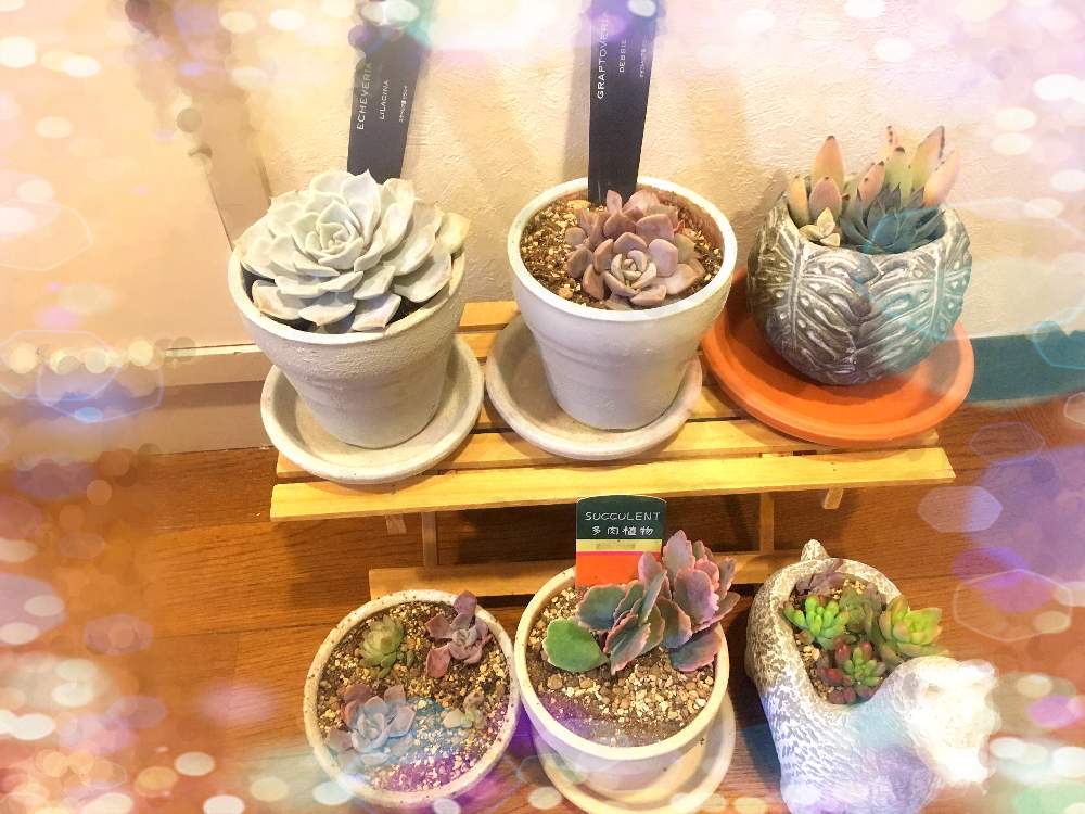 部屋の画像 by kapieさん | 部屋と多肉・デビーと多肉大好きとベランダ多肉と リラシナとペンセルビウムと多肉植物寄せ植えと多肉・オーロラと多肉女子と 胡蝶の舞とセンペルビブムと月兎耳♪と多肉初心者