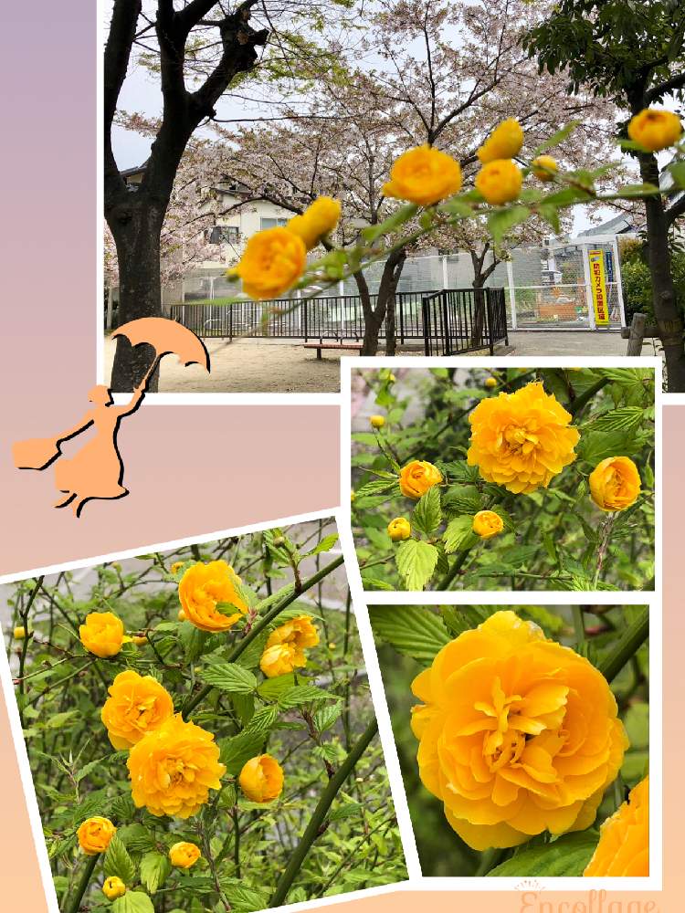 お出かけ先の画像 by しらゆきさん | お出かけ先と八重山吹とありがとう❤️とGS日和と桜さくらサクラと大好きな花と平成最後の春と花のある暮らし