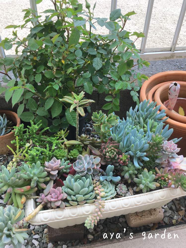 玄関の画像 by あやぽんさん | 玄関と多肉植物と寄せ植えと玄関の外と2019 春(´∀`)と今日も元気!!とaya's多肉寄せhistory