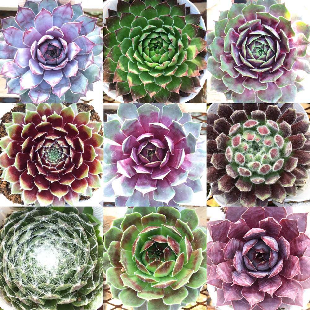 の画像 by 多肉植物専門店 RuPo“ルポ”さん | #多肉と多肉植物と#インスタと#InstagramとInstagram販売と寄せ植えとRUPOとレアとRuPoさんと和歌山とセンペルビウム属とGreenSnapMarche YOKOHAMA2019とGreenSnapmarcheと花のある暮らしとベランダ菜園とルポと家庭菜園奮闘日記と多肉寄せ植え