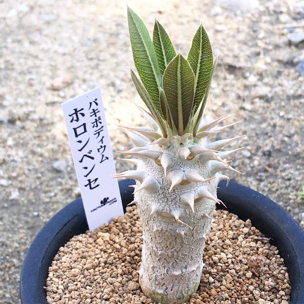 の画像 by 多肉植物専門店 RuPo“ルポ”さん | #多肉と多肉植物と#インスタと#InstagramとInstagram販売と寄せ植えとRUPOとレアとRuPoさんとGS映えと和歌山とセンペルビウム属と山下公園と多肉女子とGreenSnapmarcheとベランダ菜園とルポと多肉寄せ植えとパキポディウム属とパキポディウム・ホロンベンセ.