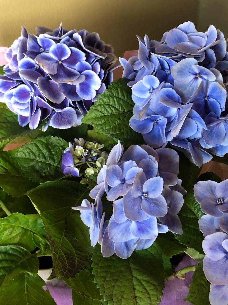 玄関の画像 by Flowerさん | 玄関とありがとう♡と母の日のプレゼントと大切な人に…とブルーの紫陽花と花のある暮らし