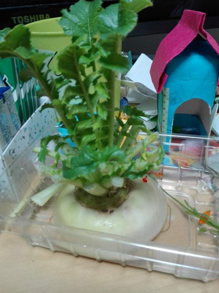 部屋の画像 by 植物TNさん | 部屋と大根と花のある暮らしとたくさんさく