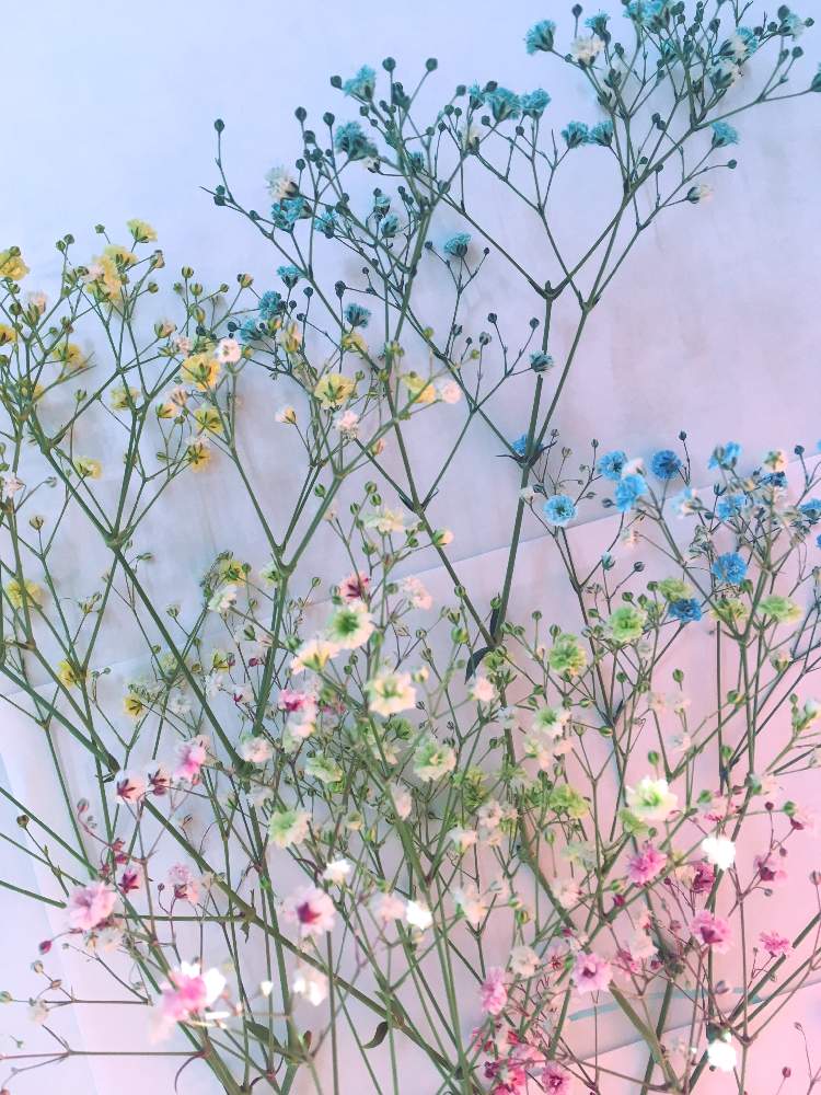 窓辺の画像 by mimiさん | 窓辺とドライフラワーとステキ☆とGS映えときれいとかすみ草。と花のある暮らしとお花とかわいいな♡と花束