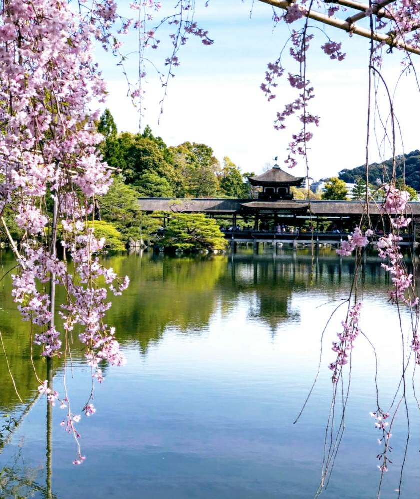 お出かけ先の画像 by aki~nakさん | お出かけ先とボタニカルスポット2019春とHTCとWEEKEND FLOWERとピンク同盟とさくらさくら咲け咲けさくらといやされる♡とGS映えとしぞーか勢とGS日和と今日の一枚と有難う♥とGreenSnapMarche YOKOHAMA2019とGreenSnapmarcheと花のある暮らしと平安神宮神苑と桜と頑張れ♡えっこと自己満足´ω`*