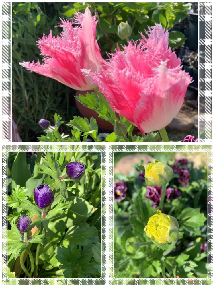 小さな庭の画像 by くろもみじさん | 小さな庭と令和へとお庭の草花と蕾ラッシュとチューリップ寄せ植えと チューリップとハウステンボスと平成最後のと全部GSのせいだと❇︎ラナンキュラスと小さな小さな庭と花のある暮らしと初めてと アネモネとメルカリ