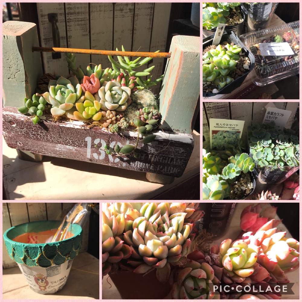 の画像 by あやめさん | 多肉植物と多肉多肉と多肉植物寄せ植えと多肉植物のある暮らしと可愛い多肉ちゃん❤︎と多肉女子とガーデニングと東海エコフェスタとたにくま鉢とたにおたくらぶと多肉寄せ植え