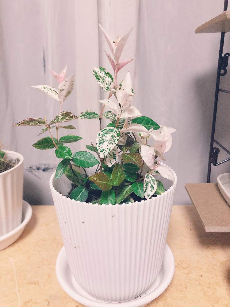 部屋の画像 by ひなさん | 部屋とハツユキカズラと観葉植物とGS映えときれいな色と斑入り葉っぱと花のある暮らしとお花