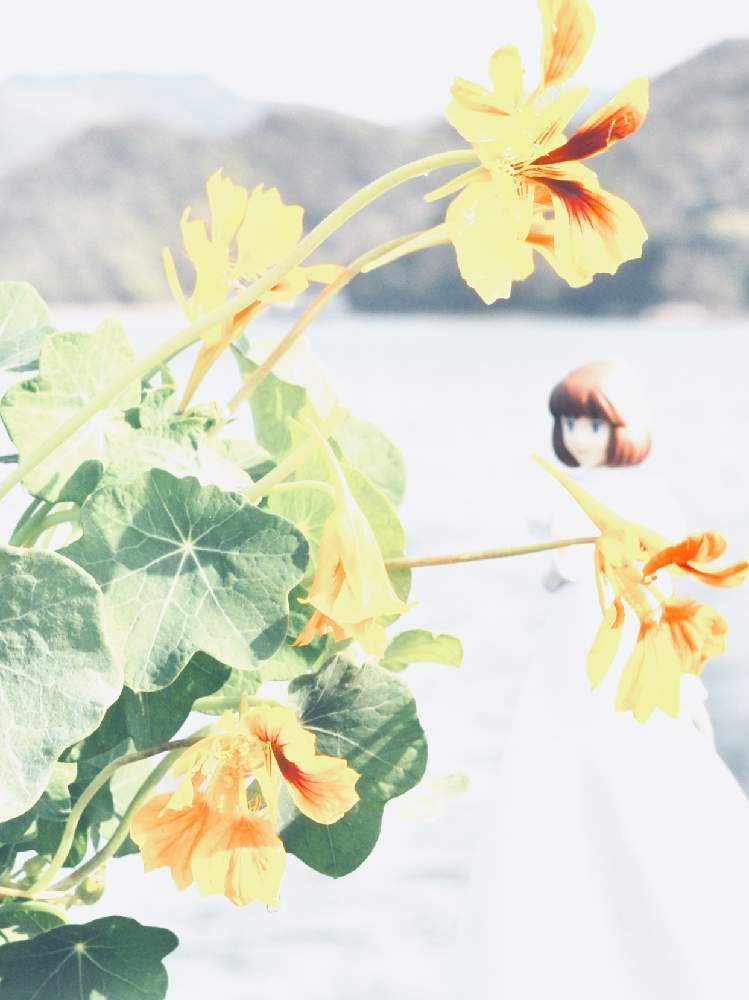 の画像 by tacaさん | My Generationと眼レフと55mmとナスターチウム(金蓮花)