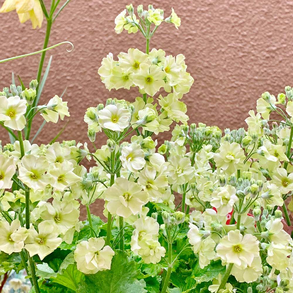 小さな庭の画像 by PT_yamahiroさん | 小さな庭とサクラソウとスマホ撮影と我が家の花達と花壇とフラワーとマイガーデンとGS映えと植中毒と我が家の花壇とお花畑 と我が家の庭と花好きとガーデニングと花のある暮らしとお花とお花好き