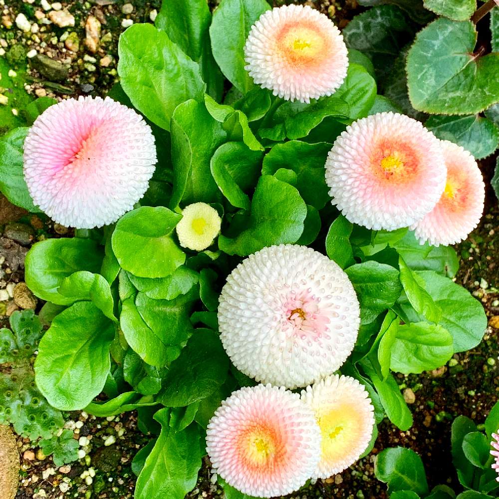 小さな庭の画像 by PT_yamahiroさん | 小さな庭とデージーとスマホ撮影と我が家の花達と花壇とフラワーとマイガーデンとGS映えと植中毒と桃色の花と我が家の花壇とお花畑 と我が家の庭と花好きとガーデニングと花のある暮らしとお花とお花好き