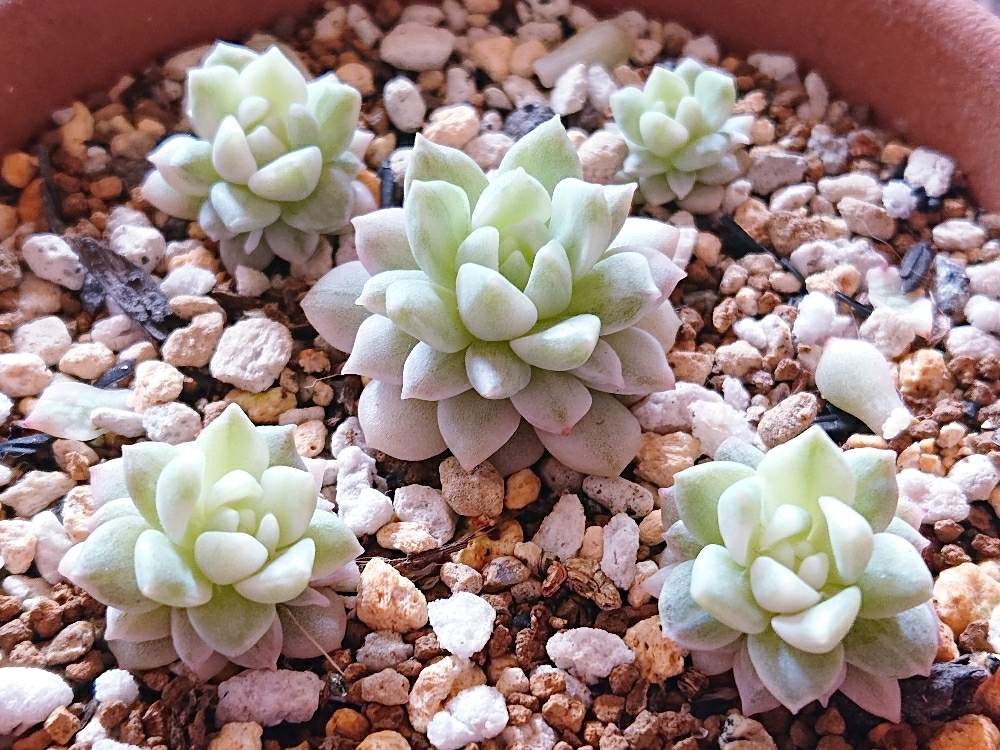 広い庭の画像 by ぎぐさん | 広い庭と多肉植物と韓国多肉と韓国苗に夢中(ㅅ´ ˘ `)♡と多肉マニアと韓国産と雪国多肉とプロリフィカ 錦と多肉オタクと可愛い多肉ちゃん❤︎と多肉女子と多肉中毒❣️とタニラーと【こまち多肉部】と韓国苗と可愛いとかわいいな♡とプロリフィカ エケベリア属