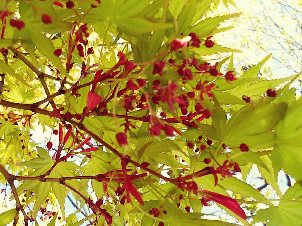お出かけ先の画像 by 青葉桜子さん | お出かけ先とモミジの花と咲いてたと新緑の季節と見つけたよと東京と木に咲く花と花だよりと鮮やか と花を楽しむと植物観察とお花とお散歩と楽しい花観察と映え
