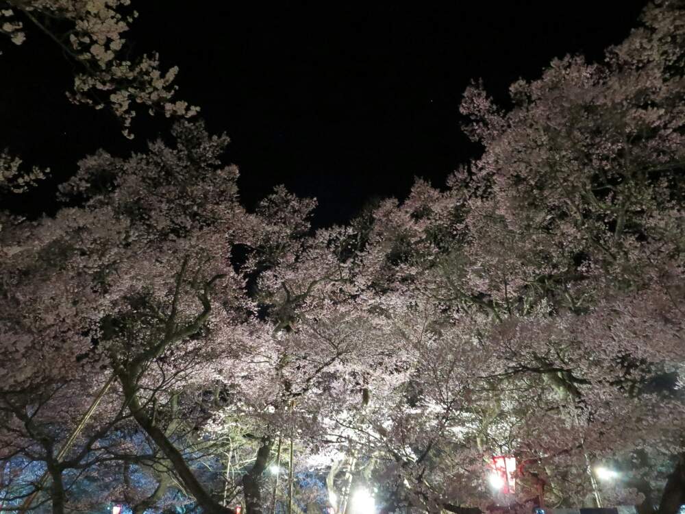 お出かけ先の画像 by ぺこりん♪さん | お出かけ先と公園の樹木と高遠城址公園-桜マップ2019-と樹木の花と景色と樹木と『2019桜』フォトコンテストと公園とピンク❤︎ピンクとGS映えとGS日和と散歩とボタニカルスポットと夜桜とおでかけ先と高遠城址公園とお散歩と高遠コヒガンザクラとお出かけ先にて