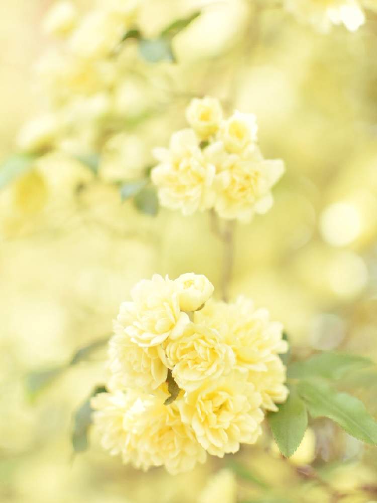 小さな庭の画像 by たけ♪さん | 小さな庭とモッコウバラ♪とnikond5600と花のある暮らしとロザリアンと小花好きと単焦点レンズ