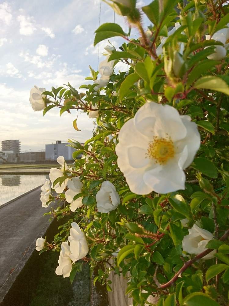 お出かけ先の画像 by ハムちゃんさん | お出かけ先とナニワノイバラと花のある暮らしと緑のある暮らしと植え込みと白い花