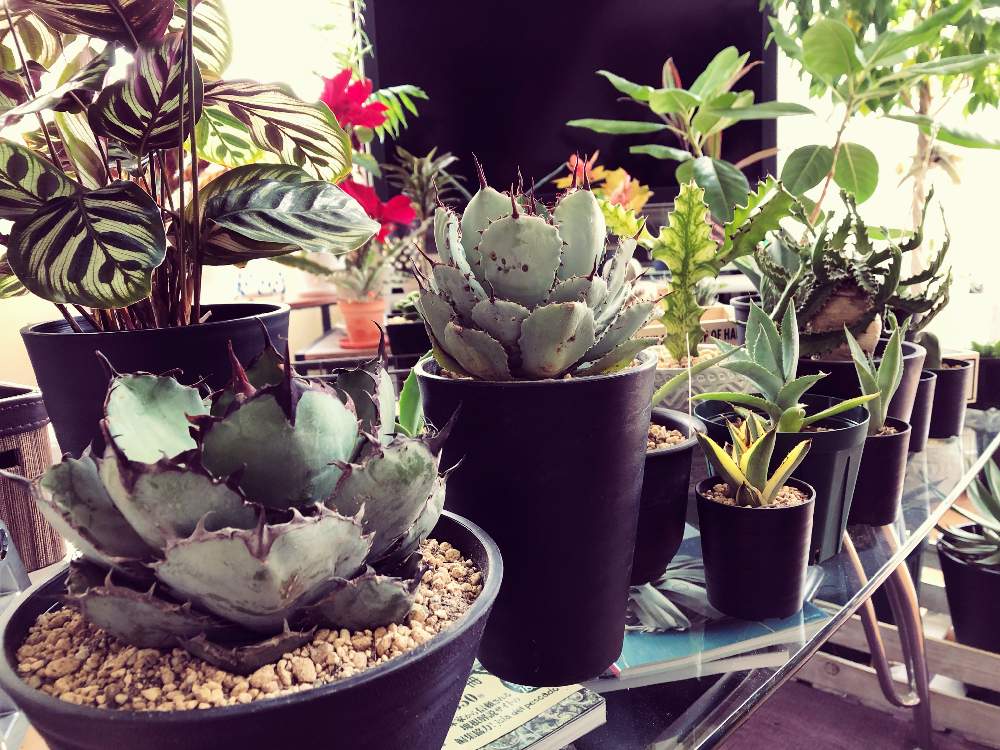 部屋の画像 by yurrn1205さん | 部屋とbotanicallifeと植物のある暮らしとブラック&ブルーとBBとブルーボールとtitanotaとアガベ属