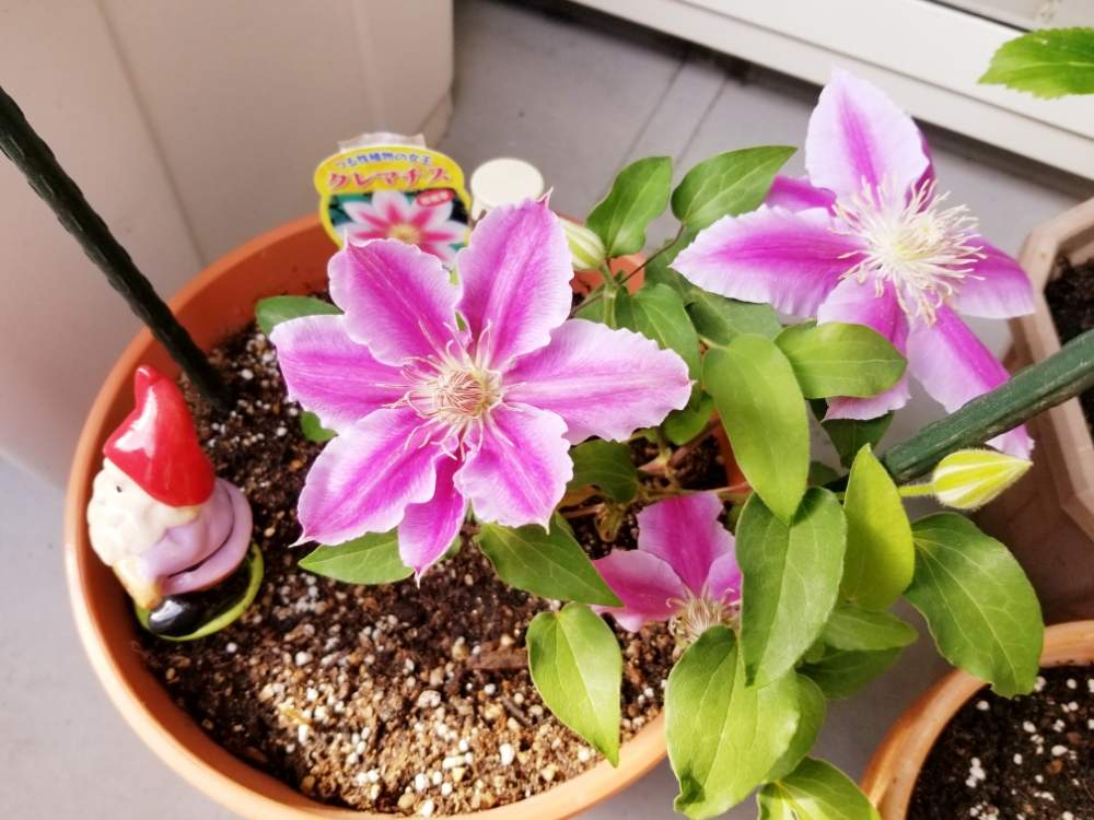 バルコニー/ベランダの画像 by なれさん | バルコニー/ベランダとクレマチスと令和最初の植物・お花フォトコンと花のある暮らし