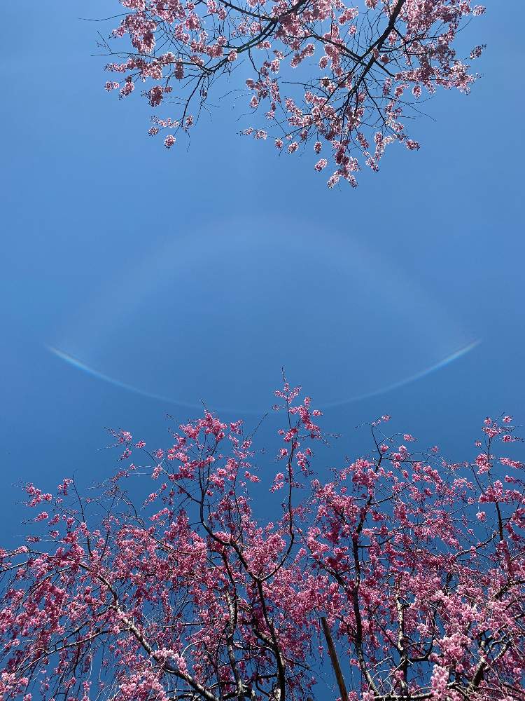 お出かけ先の画像 by MAKIさん | お出かけ先と『2019桜』フォトコンテストとGS映えと春爛漫!とさくら 桜 サクラと日本の四季と花のある暮らしと春到来!
