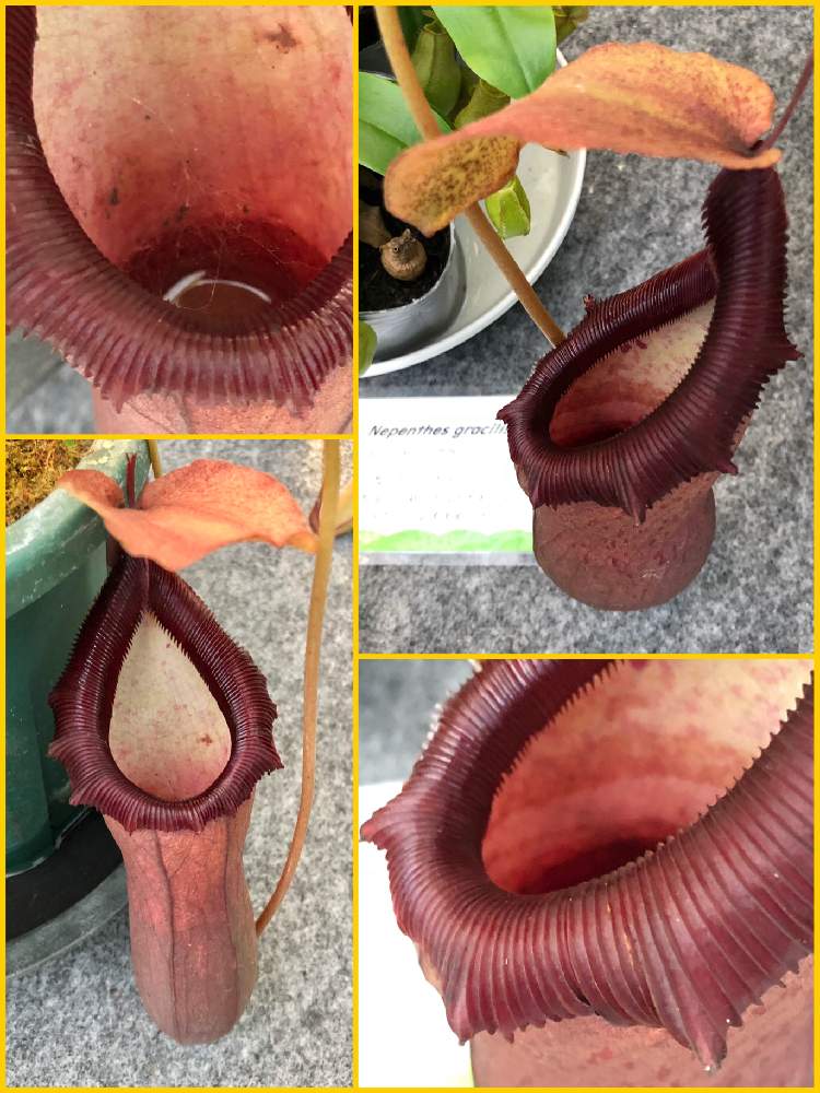お出かけ先の画像 by Mマリリン凪翔Mさん | お出かけ先とウツボカズラとピカピカと元気!と今日のお花と素敵な色合いといい感じ!とシブい!と素敵な葉っぱと夢の島熱帯植物館とがんばれ!