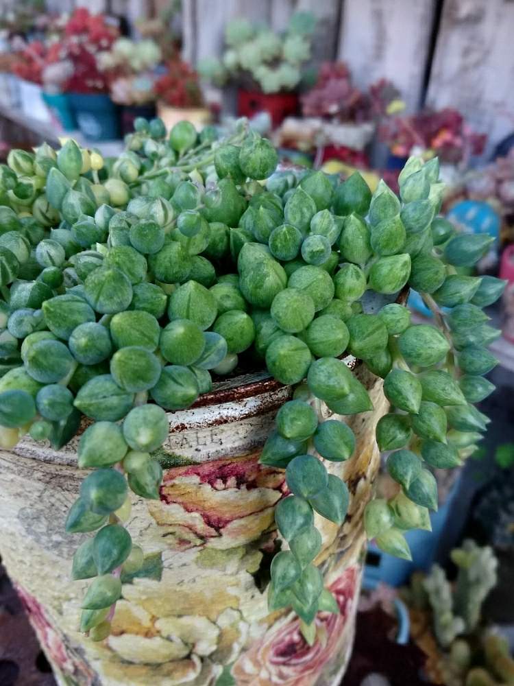 小さな庭の画像 by はちさん | 小さな庭と多肉植物とHTCと斑入りグリーンネックレス♡とリメ缶と素敵便とHTCNo.177と エンジェルティアーズとノンフィルターとミルク缶とたにおたくらぶ
