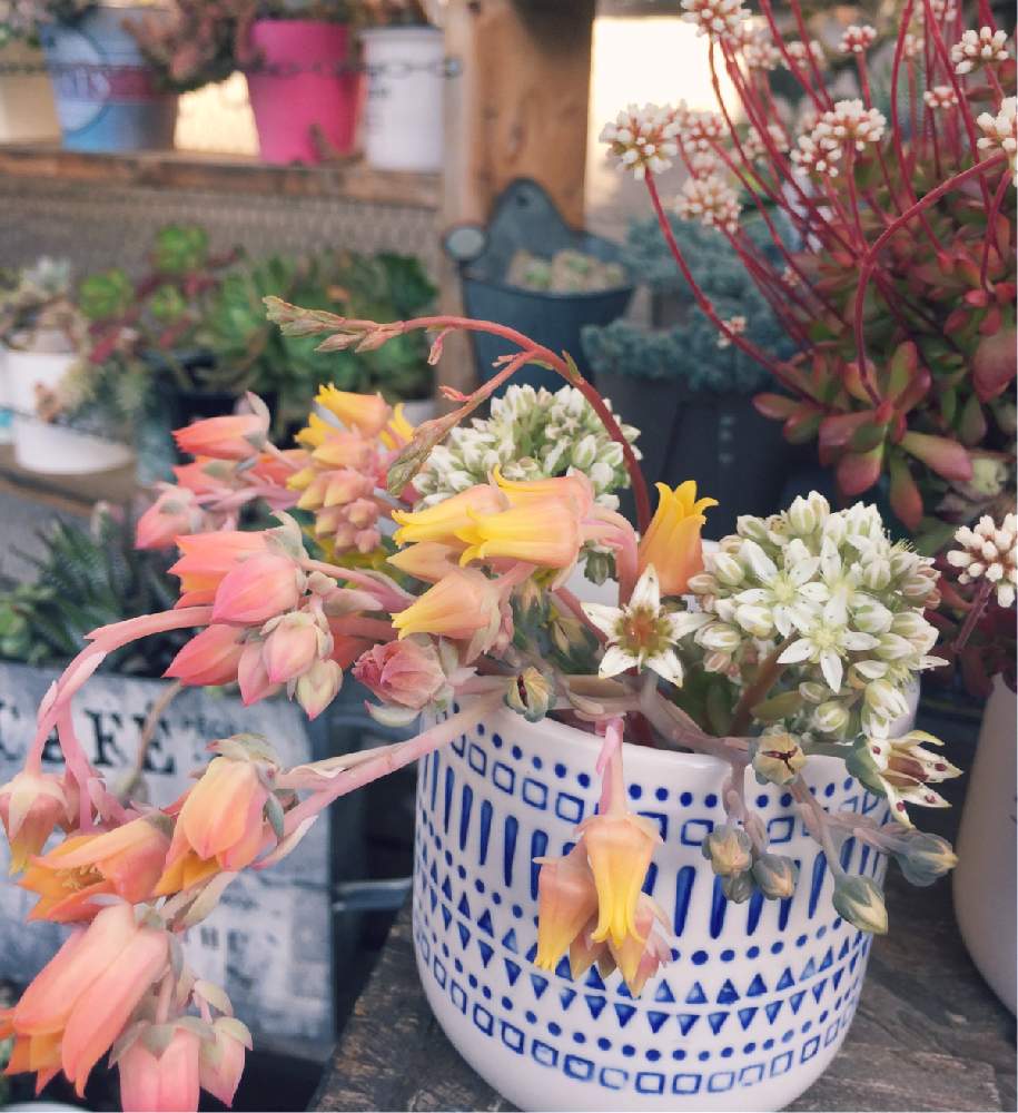 小さな庭の画像 by mimiさん | 小さな庭と多肉植物とラウイ。と多肉の花と春うらら♡と春萌☆とスノージェイド❁と多肉女子と マーガレットレッピンと 春萌と暴れ多肉と花のある暮らし