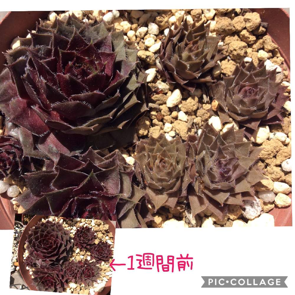 の画像 by やまねこさん | 多肉植物と春だねとセンペルビウム名無しと放置多肉と良いお天気
