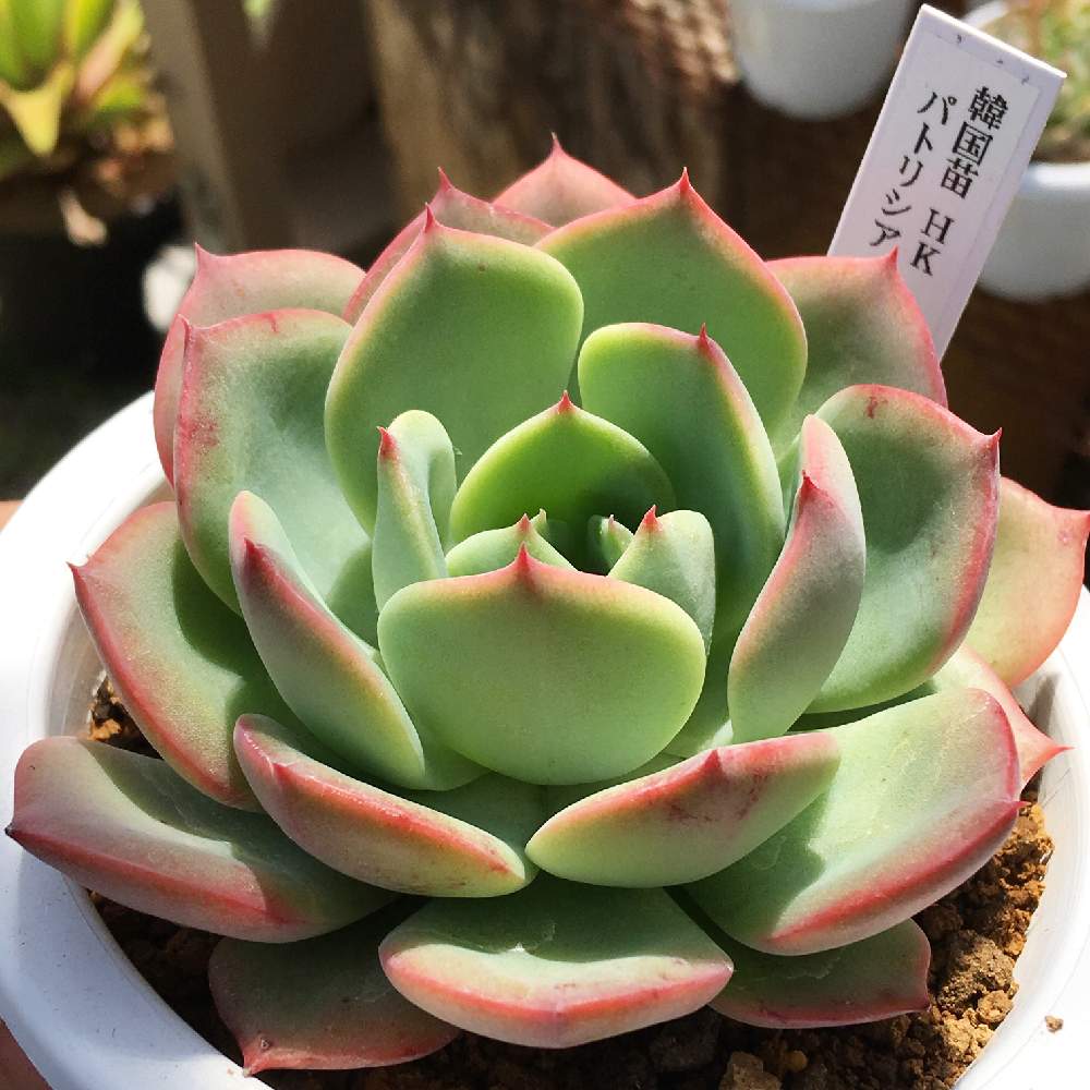 の画像 by 多肉植物専門店 RuPo“ルポ”さん | #多肉と#インスタと母の日プレゼントと寄せ植えとRUPOとRuPoさんと和歌山と山下公園と多肉女子とGreenSnapmarcheと韓国苗と花のある暮らしとベランダ菜園とルポと家庭菜園奮闘日記と母の日
