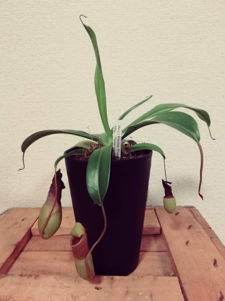 部屋の画像 by みどりのぶちこさん | 部屋とネペンテス・ベントリコーサとウツボカズラとベントリコーサと今日のお花と食虫植物とネペンテス属