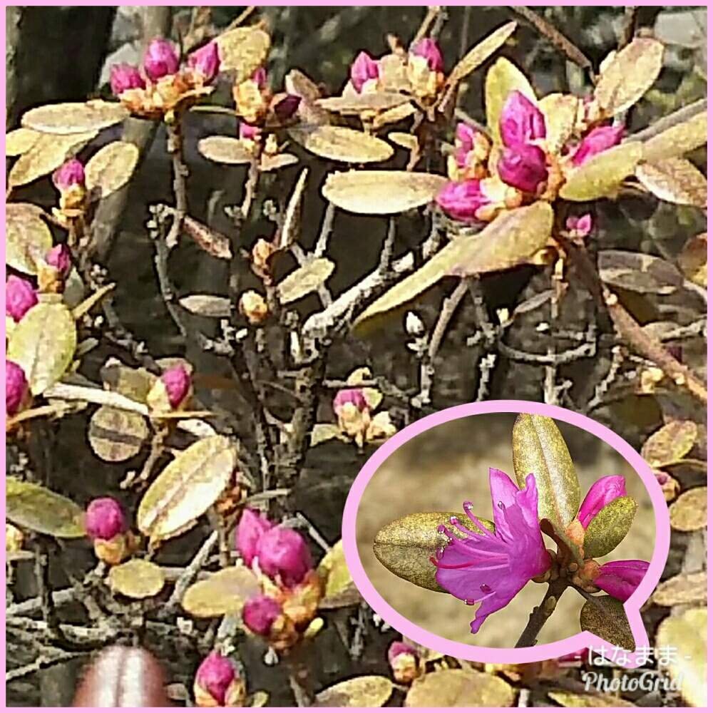 小さな庭の画像 by はなままさん | 小さな庭とエゾムラサキツツジとムラサキの花といつも笑顔でと樹木と花のある暮らしと北海道