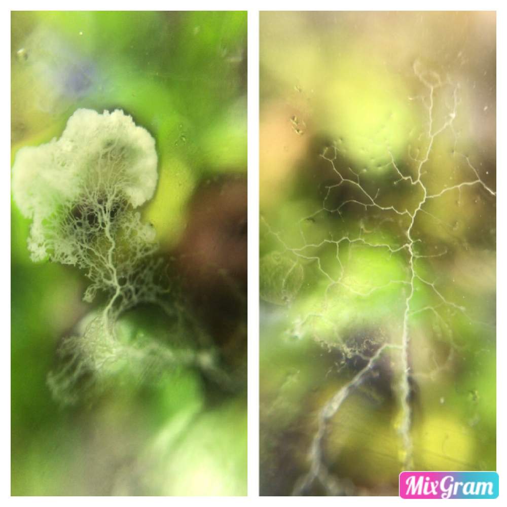 インテリアの画像 by 熱帯魚人.comさん | インテリアと粘菌類⁉️と赤色とGS映え?とアート?と植欲旺盛とヒバ油と接写とDAISOと緑色と新芽