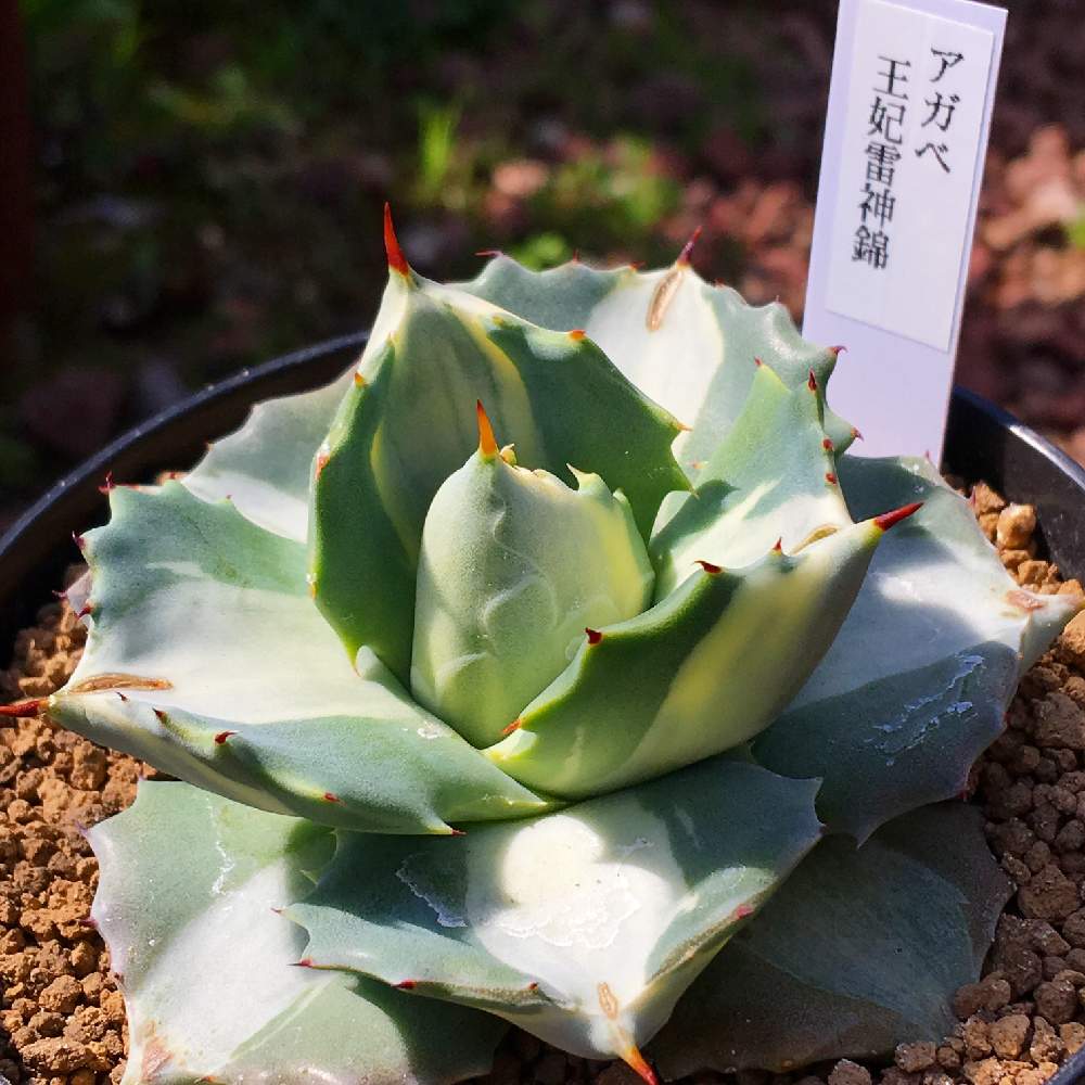 の画像 by 多肉植物専門店 RuPo“ルポ”さん | #多肉と多肉植物とアガベ・雷神と#インスタと#InstagramとInstagram販売と母の日プレゼントと寄せ植えとRUPOとレアとRuPoさんと和歌山と山下公園と多肉女子とルポと多肉寄せ植えとアガベ属と母の日