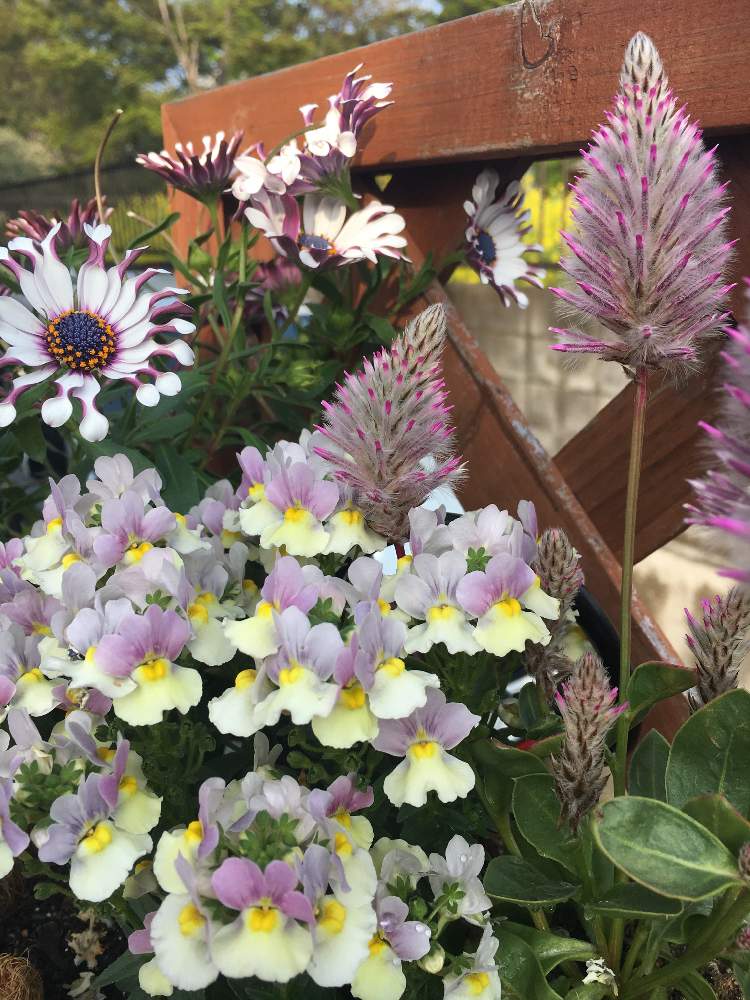玄関の画像 by otoiroさん | 玄関と花のある暮らしと寄せ植えと満開ですと春の花たち
