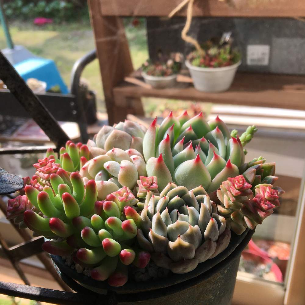 部屋の画像 by ギブソンさん | 部屋と多肉植物とボタニカルライフと多肉大好きと寄せ植えとGS映えと多肉植物寄せ植えとGS日和と植中毒とギブソン多肉日記と多肉女子とタニラーと多肉LIFEと横浜❣️多肉大好き❣️とかわいいな♡とタニク初心者とGS植物うちなーぐち会
