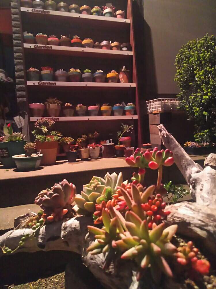 玄関の画像 by 葉菜さん | 玄関と多肉植物と砂まぶしとアエオニウム属 愛染錦と楽葉リメ鉢と流木寄せ植えと多肉大好きと記念撮影と植中毒とリメ鉢と夕映え アエオニウム属と マーガレットレッピンと鳥取県と彫り彫りプレートとサンバースト 綴化と多肉寄せ植えと鳥取タニラーとカッチョいい♡