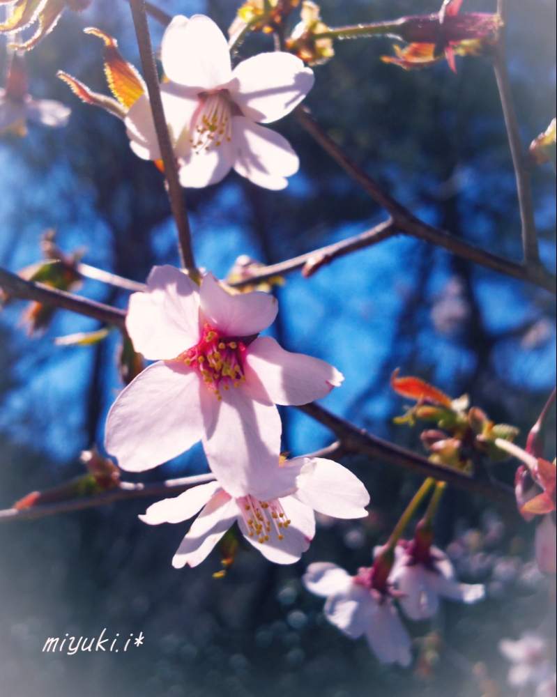 お出かけ先の画像 by 気まぐれ猫さん | お出かけ先とヤマザクラと植物のある暮らしとさくらさくら咲け咲けさくらと樹木と『2019桜』フォトコンテストと植物大好きと花木と春が来たとGS映えと春が待ち遠しいと花のある暮らしと落葉低木とスマホ撮り