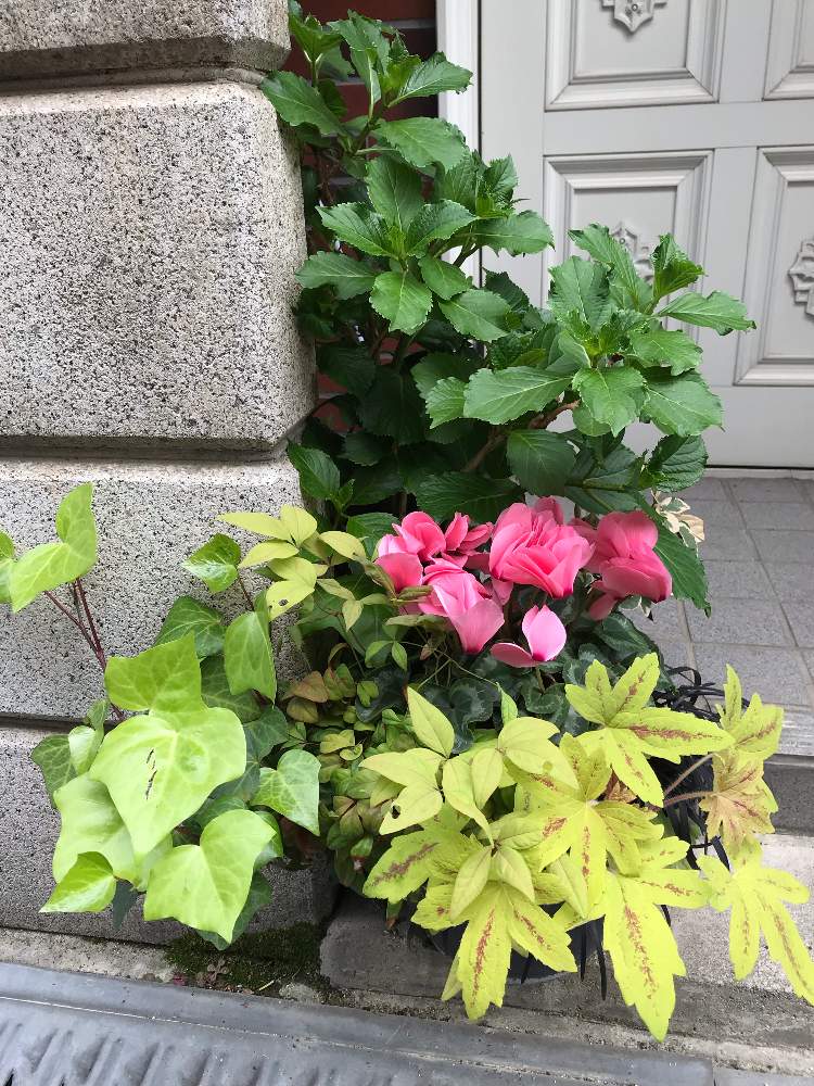 玄関の画像 by とまとさん | 玄関と花のある暮らしと観葉植物