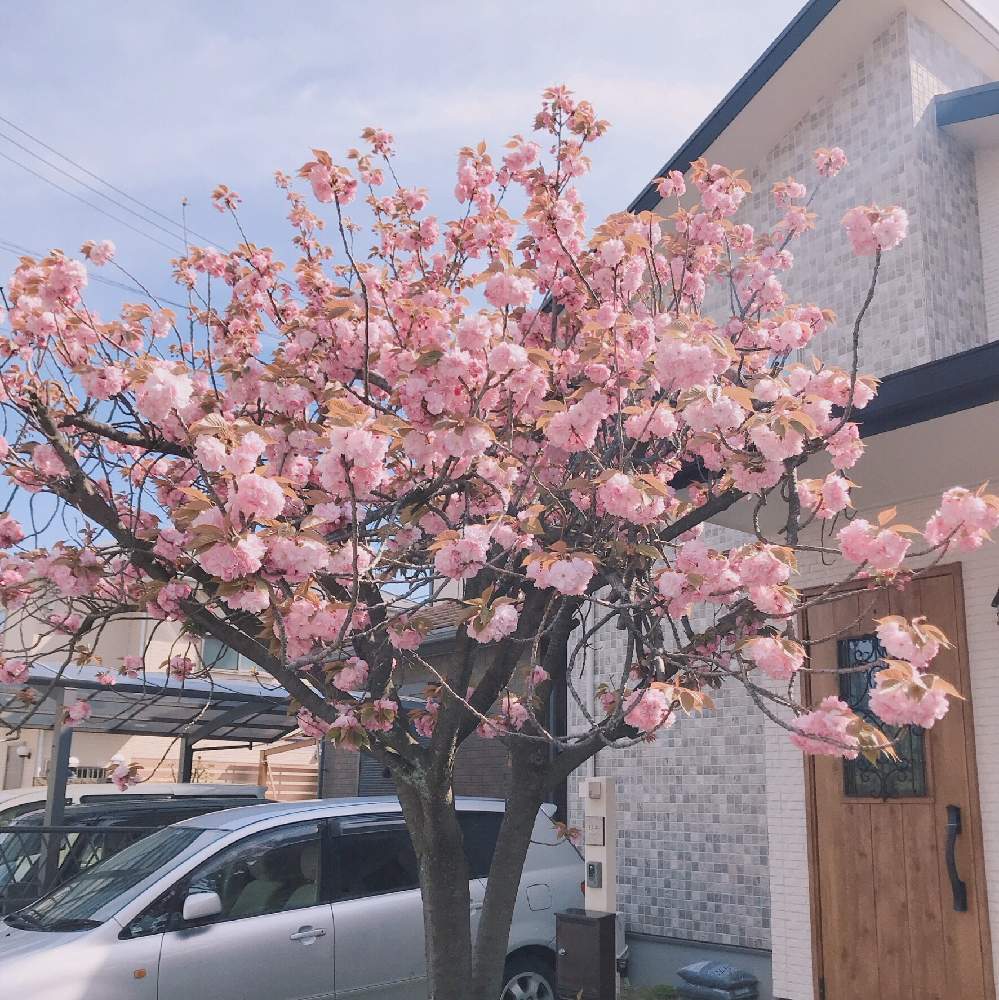 玄関の画像 by しほっぺさん | 玄関と八重桜とヤエザクラとさくらさくら咲け咲けさくらと八重桜満開と満開と『2019桜』フォトコンテストとGS映えと植えっぱなしとGreenSnapmarcheと花のある暮らしとお花と玄関先と地植えと玄関前