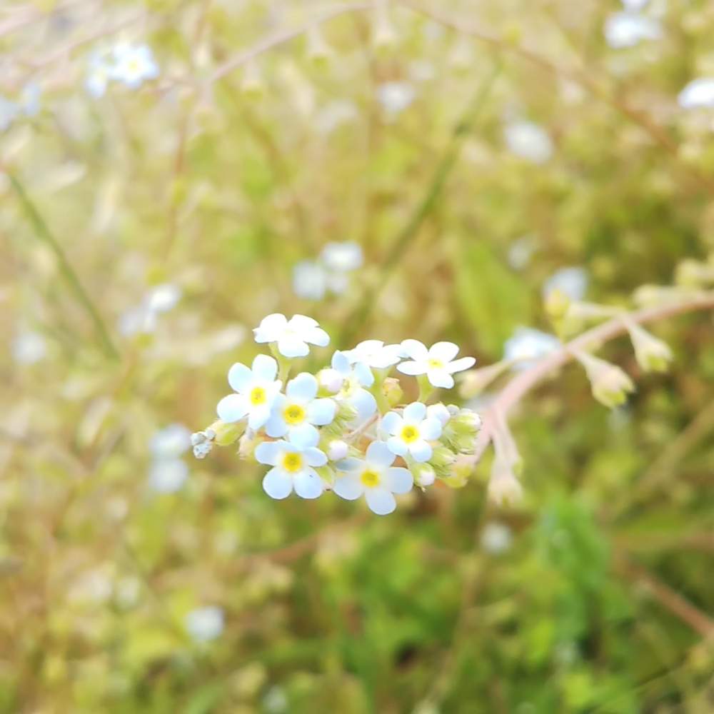 お出かけ先の画像 by **まるる**さん | お出かけ先とキュウリグサとみどりのある暮らしと春のお花と水色の花と小さなお花とステキ☆と癒しときれいとGSミニモニ。とウォーキング中と小さい花と花のある暮らしとお花とかわいいな♡と癒しのひと時と山崎川と植中毒と川沿いと令和最初の植物・お花フォトコン
