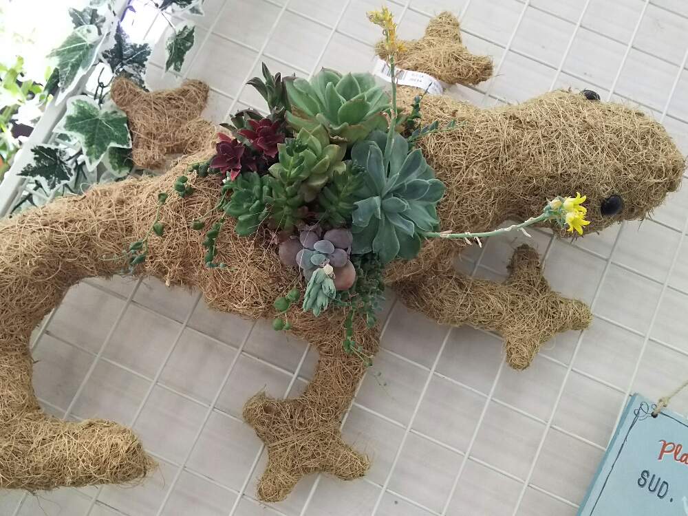 お出かけ先の画像 by ネコざくらさん | お出かけ先と多肉植物と観葉植物と多肉の寄せ植えと多肉大好きと寄せ植えとGS映えと多肉植物寄せ植えと多肉女子と多肉植物とサボテンとホームセンターと花のある暮らしとお花のある生活とネコざくらと多肉寄せ植えと多肉多肉多肉と多肉植物 多肉の有るくらし